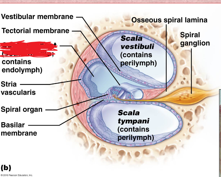 <p>located in between the tympanic duct and the vestibular duct</p>