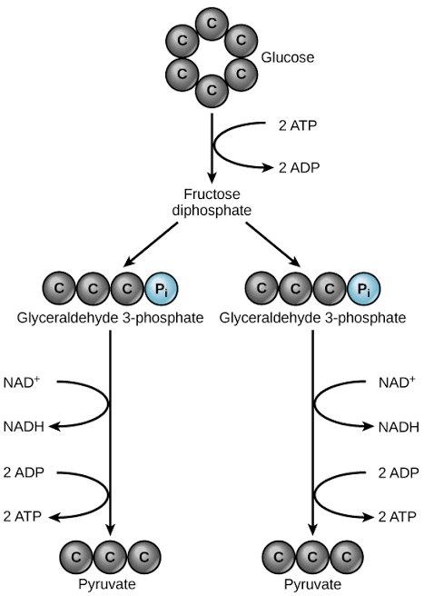 <p>Within this cytoplasm is a fluid called <strong>_____</strong> which also contains enzymes that aid the process. Once glucose enters this intracellular fluid, the <strong>enzymes break</strong> it into 2 <strong>_____ acid </strong>(or<strong> pyruvate</strong>, both used interchangeably) molecules<strong>. </strong>Step 1: Glycolysis</p>
