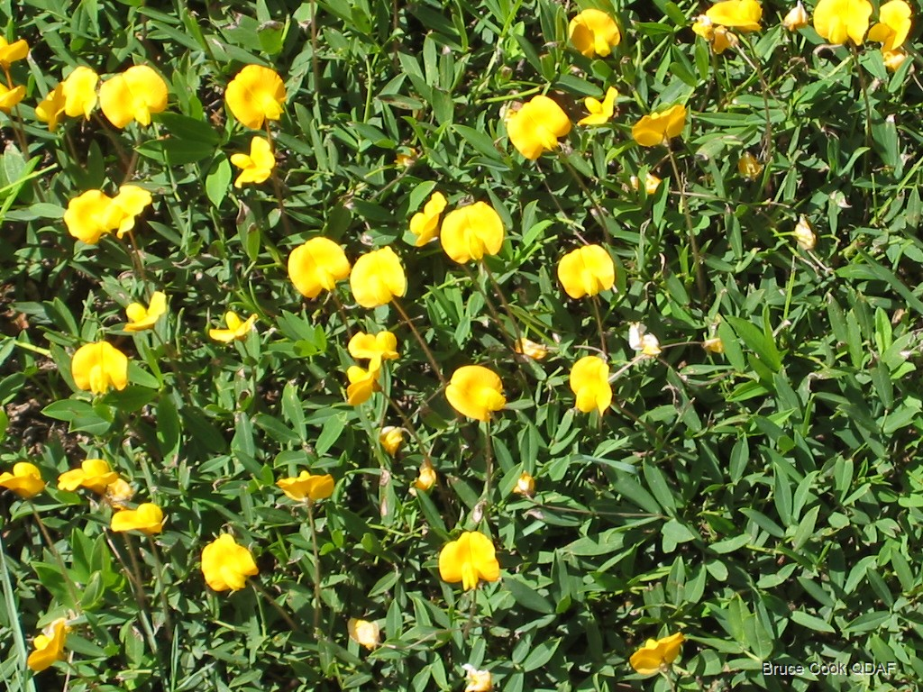 <p><strong>Mani-manian; Perennial Peanut; Rhizoma Peanut - LEGUME</strong></p>