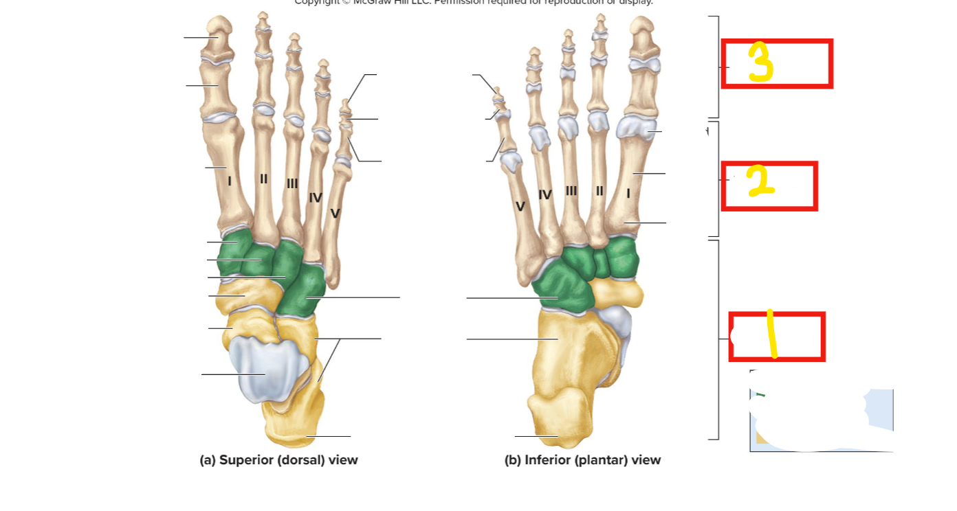 <p>how many metatarsal bones are there?</p>