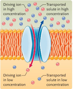 <p> the transported solute moves in the direction opposite from the gradient of the driving ion. this is called ____ or exchange diffusion</p>