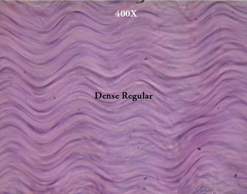 <p>Name the tissue</p>