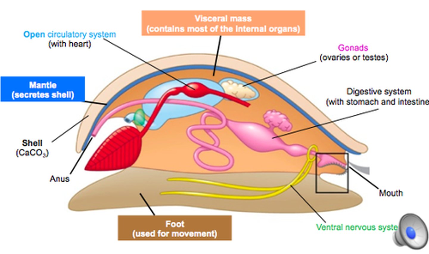 <p>Mollusca- A mass made up of the organs; the guts. Have you ever had a visceral feeling, a feeling that "comes from the gut"?</p>