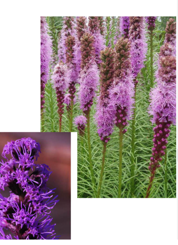 <p>Full Sun</p><p>Tall</p><p>Native, cottage, and prairie gardens</p>