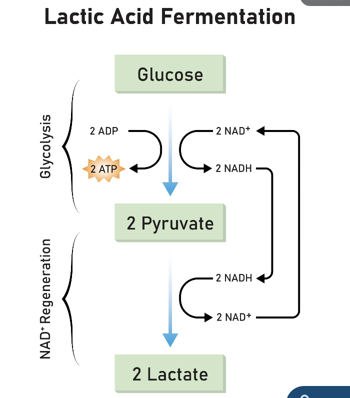 <p>Lactic acid fermentation </p>