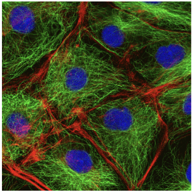 <p><span style="background-color: transparent; font-family: &quot;Proxima Nova&quot;, sans-serif;">Reinforce, organize, and move cell structures, or can even move the whole cell.</span></p>
