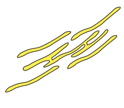 <ul><li><p>Similar structure to RER</p></li><li><p>Does not have ribosomes</p><ul><li><p>Function:</p><ul><li><p>Synthesises and processes lipids</p></li></ul></li></ul></li></ul><p></p>