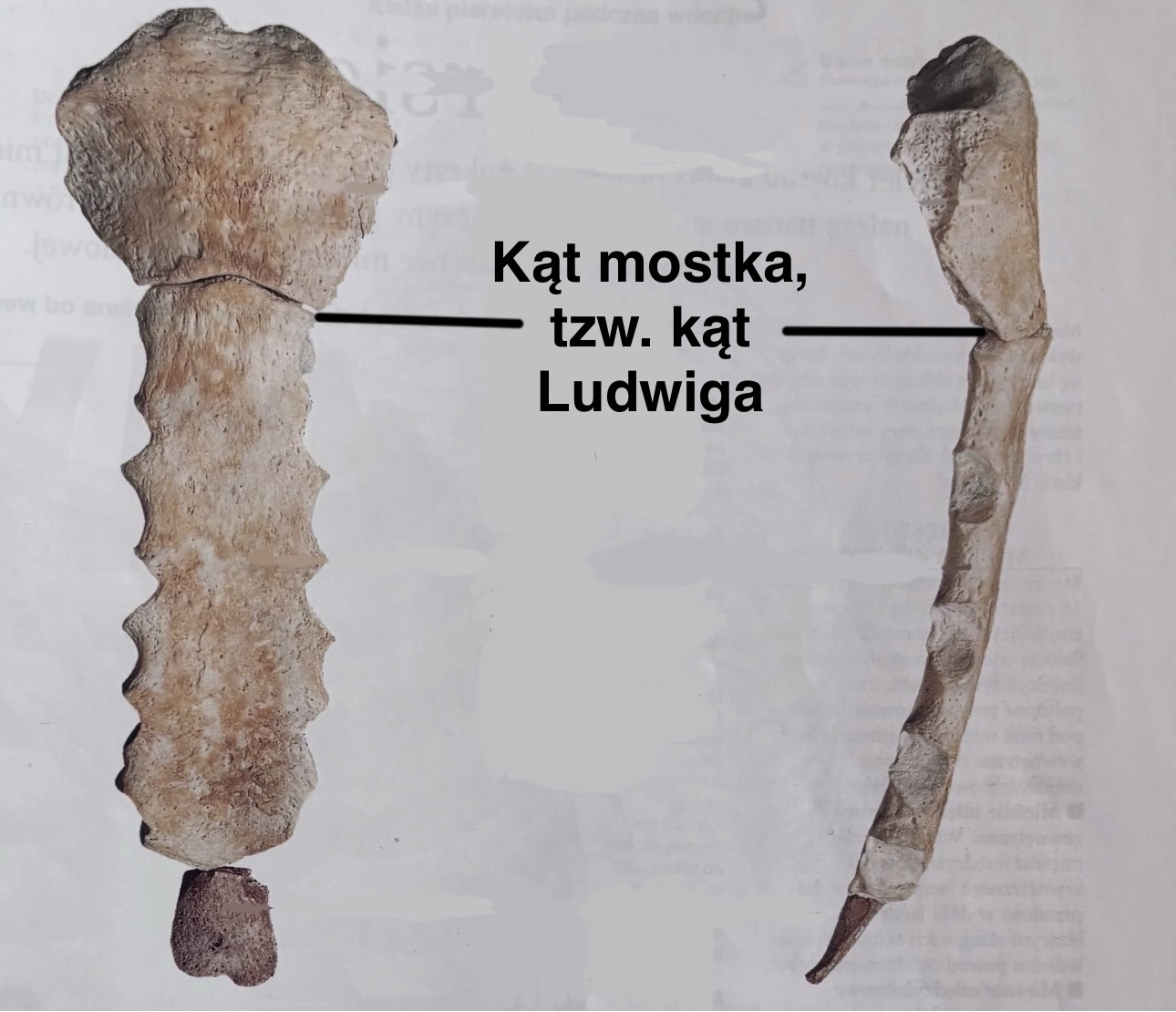 <p>Kąt mostka, tzw. kąt Ludwiga</p><p>(z opisem)</p>