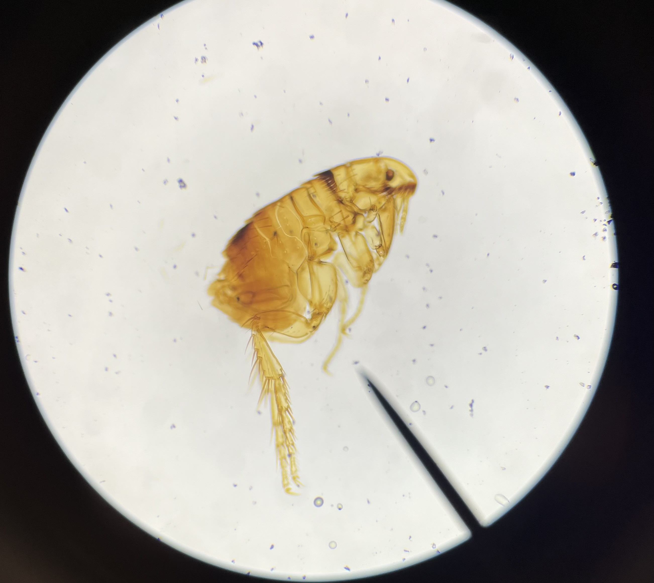 <p>Subphylum</p><p>Class</p><p>Order</p>