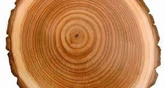 core, or center of wood (complete middle)