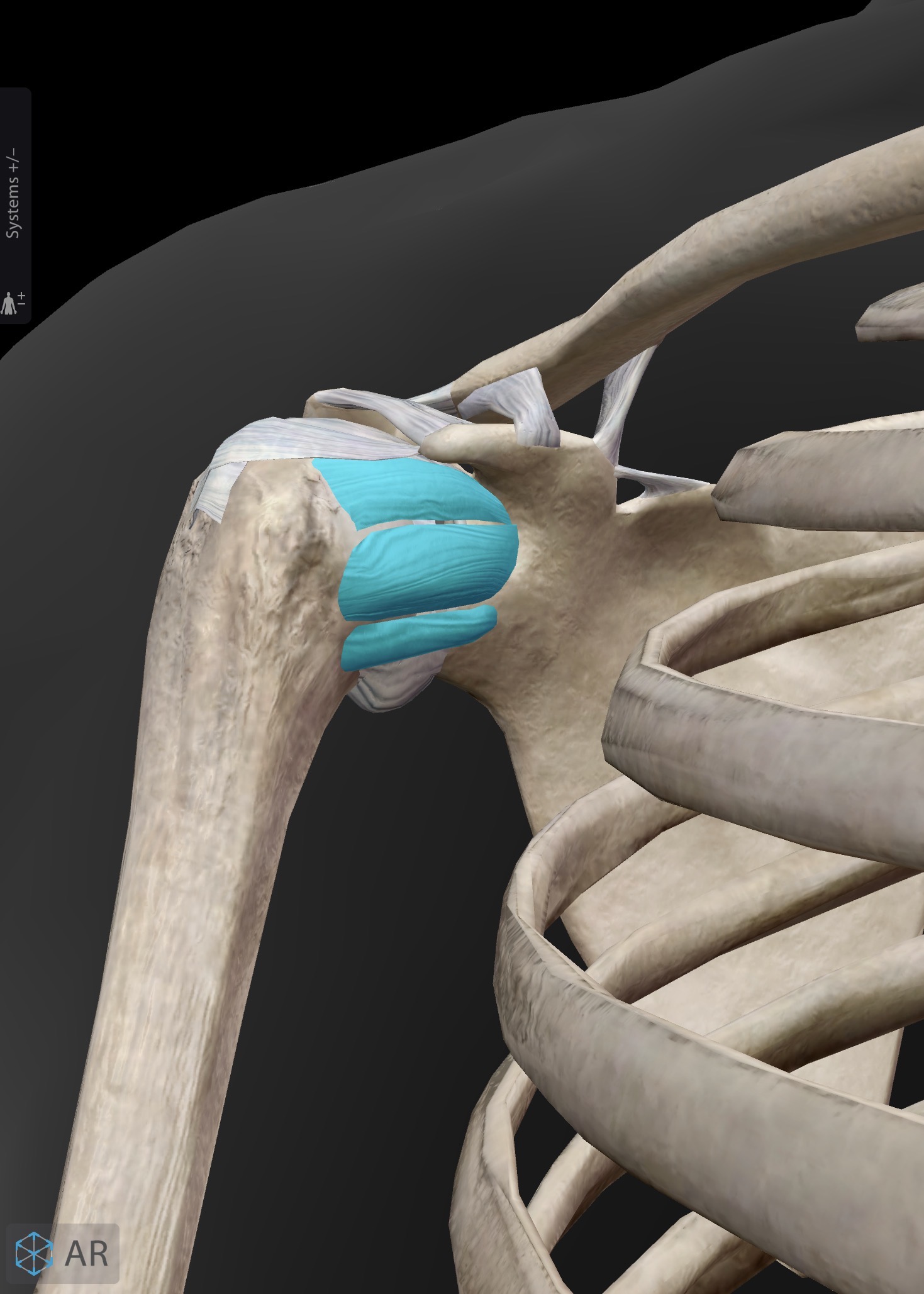 <p>Glenohumeral (superior, middle, inferior) ligaments - edge of the anterior aspect of the glenoid fossa to the humerus</p>