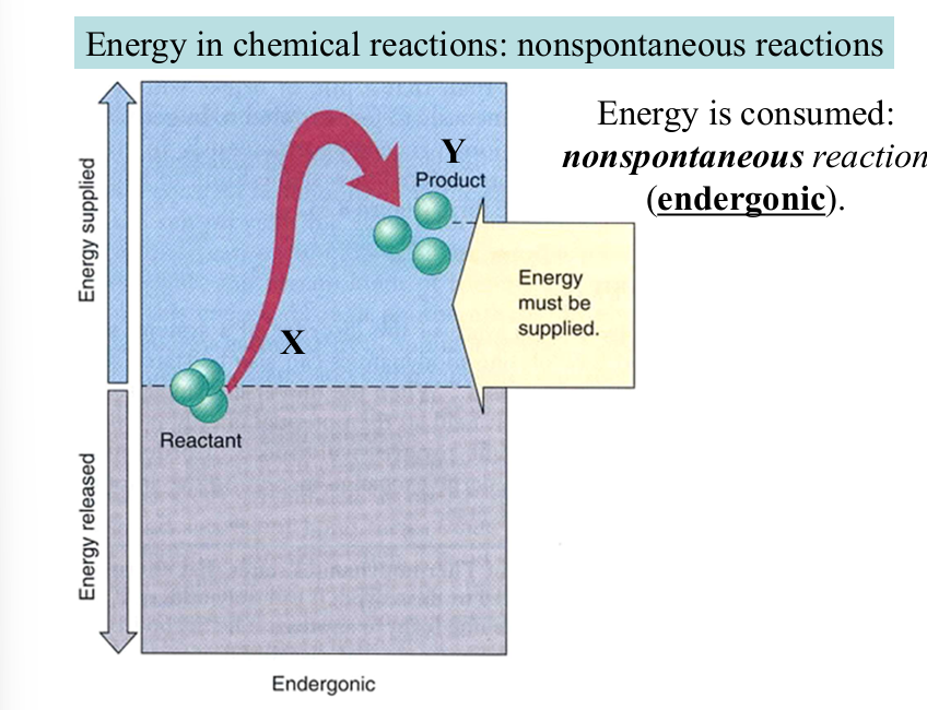 <p>requires continuous supply of energy from external sources</p><p>energy is consumed (endergonic)</p>