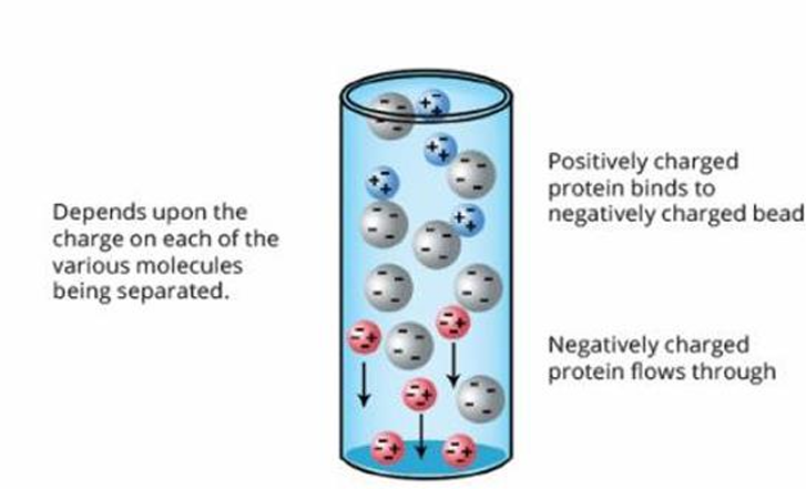 <p>What protein separation by chromatography?</p>