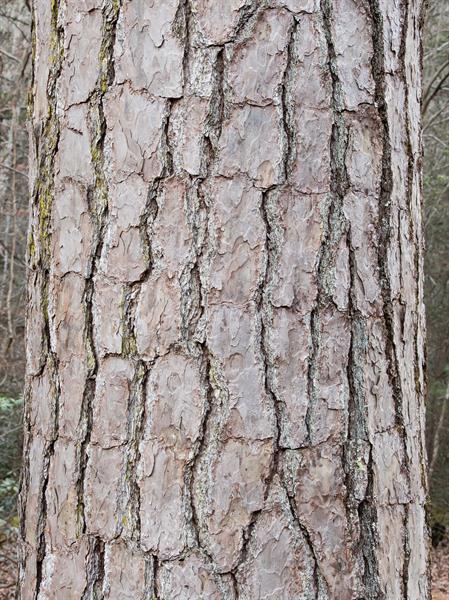 <p>short needles, flat thin bark plate tectonics, flakey, small cones, dryland upland well drained soil, fire adapted, curved/crooked seedling</p>