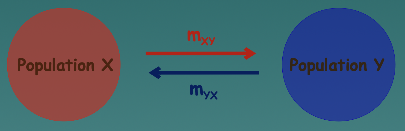 <ul><li><p>Involves 2 populations with diff genetic content but similar pop. size.</p></li><li><p>The migration rate is very similar, causing symmetric gene flow.</p></li><li><p>The allele frequency change will have around equal impact.</p></li></ul>