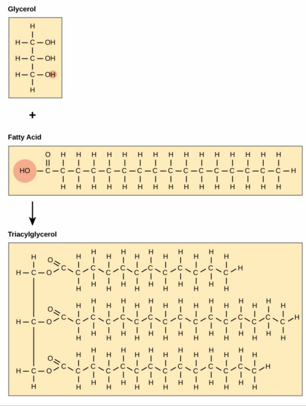 <p>comprises a glycerol (a type of alcohol) and three fatty acids. It include monounsaturated and polyunsaturated fats (vegetable oils, fish oils and nuts), known as the healthier fats.</p>