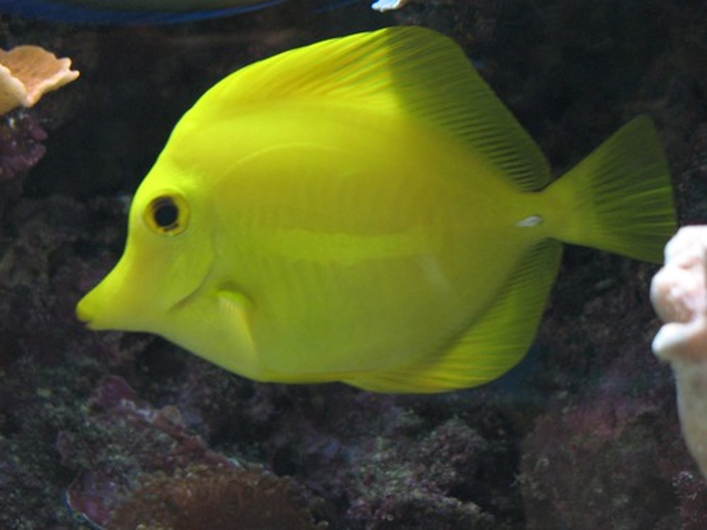 <p>usually do not swim rapidly, exceptionally maneuverable</p><p>-compressed from side to side</p><p>-quick bursts of speed over short distances</p><p>ex: angel fish, moon fish</p>