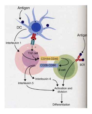 <p>Antigen binding by B cell receptor = cell bound immunoglobuli</p><p>Costimulation by T helper cells</p><p>Cytokines (IL-4)</p>