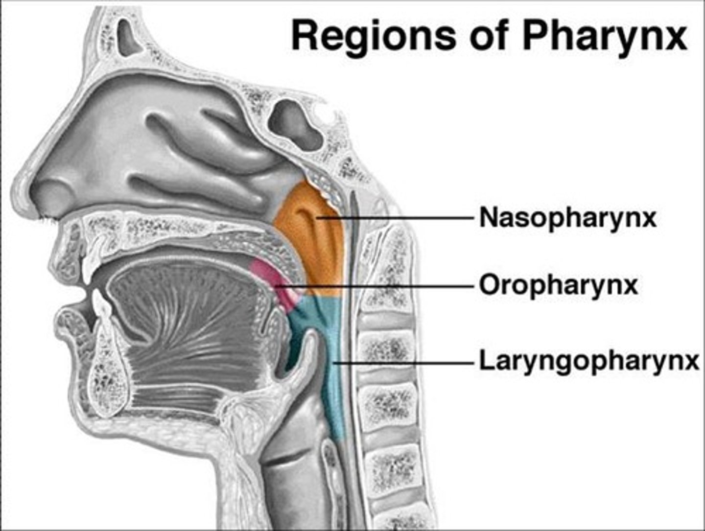 <p>1. Nasopharynx</p><p>2. Oropharynx</p><p>3. Laryngopharynx</p>