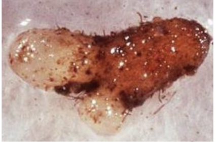 <p>gametophytes</p>