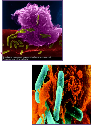 <p>the second line of defense</p><ul><li><p>virus got in</p></li><li><p>consists of </p><ul><li><p>leukocytes which are white blood cells (WBCs)</p><ul><li><p>phagocytes: white blood cells that use phagocytosis to “eat” microbes</p></li><li><p>increase in number when infection</p></li><li><p>like a vccum and take the bad guy in → has to kill while inside</p></li></ul></li></ul></li><li><p>there are tow types of leukocytes</p><ul><li><p>granulocytes (BIG granules)</p></li><li><p>agranulocytes (small granules)</p></li><li><p>both have cytoplasm granules</p></li></ul></li></ul><p></p>