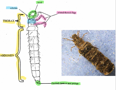 <p>Which of the EPT is this?</p>