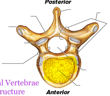 <p>What is the highlighted structure?&nbsp;</p>