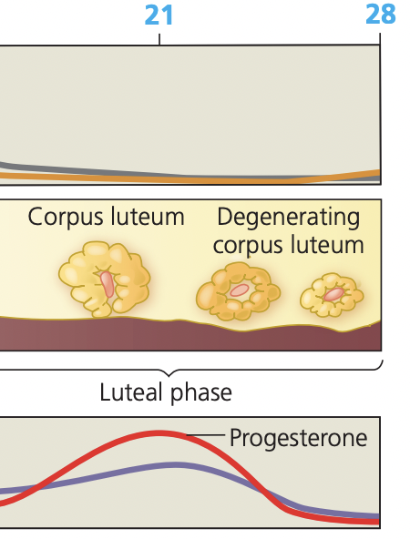 <ul><li><p>15–28</p></li><li><p>↑ Progesterone, ↑ Estrodiol</p></li><li><p>The corpus luteum forms and secretes high levels of progesterone and some estradiol</p><ul><li><p>progesterone maintains and further develops the endometrial membrane </p></li><li><p>Exerts negative feedback on the hypothalamus and anterior pituitary, suppressing GnRH, LH, and FSH secretion.</p></li></ul></li><li><p>Endometrium maintained; if no fertilization → menstruation</p></li></ul><img src="https://knowt-user-attachments.s3.amazonaws.com/766b52b3-aa1b-47ed-89d1-8e0a4b338ffa.png" data-width="100%" data-align="center"><p></p>