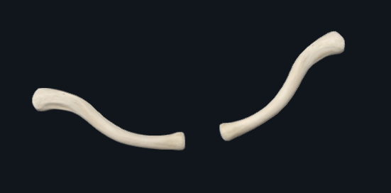 <p>What are these bones?</p>