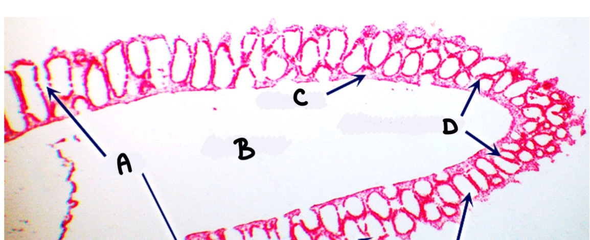 <p>What part of the Grantia is labeled D</p>