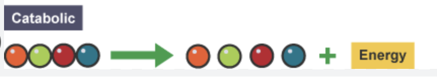 <p><span style="background-color: transparent;"><span>Catabolic Reactions</span></span></p>