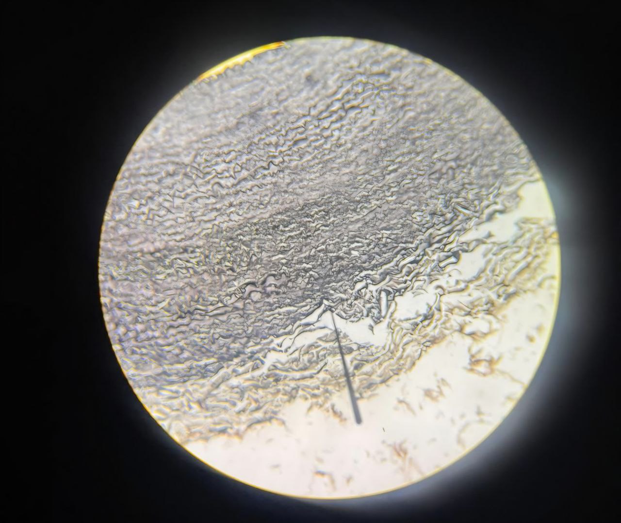 <p>Identify the tissue and mention one site and mention the stain used</p>