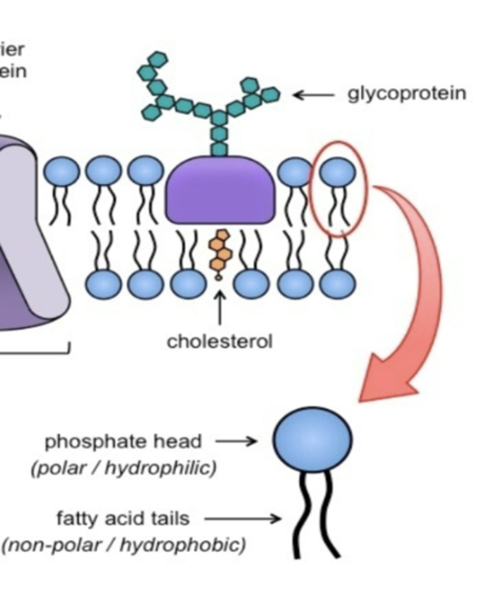 <p>What are phospholipids of the plasma membrane? </p>