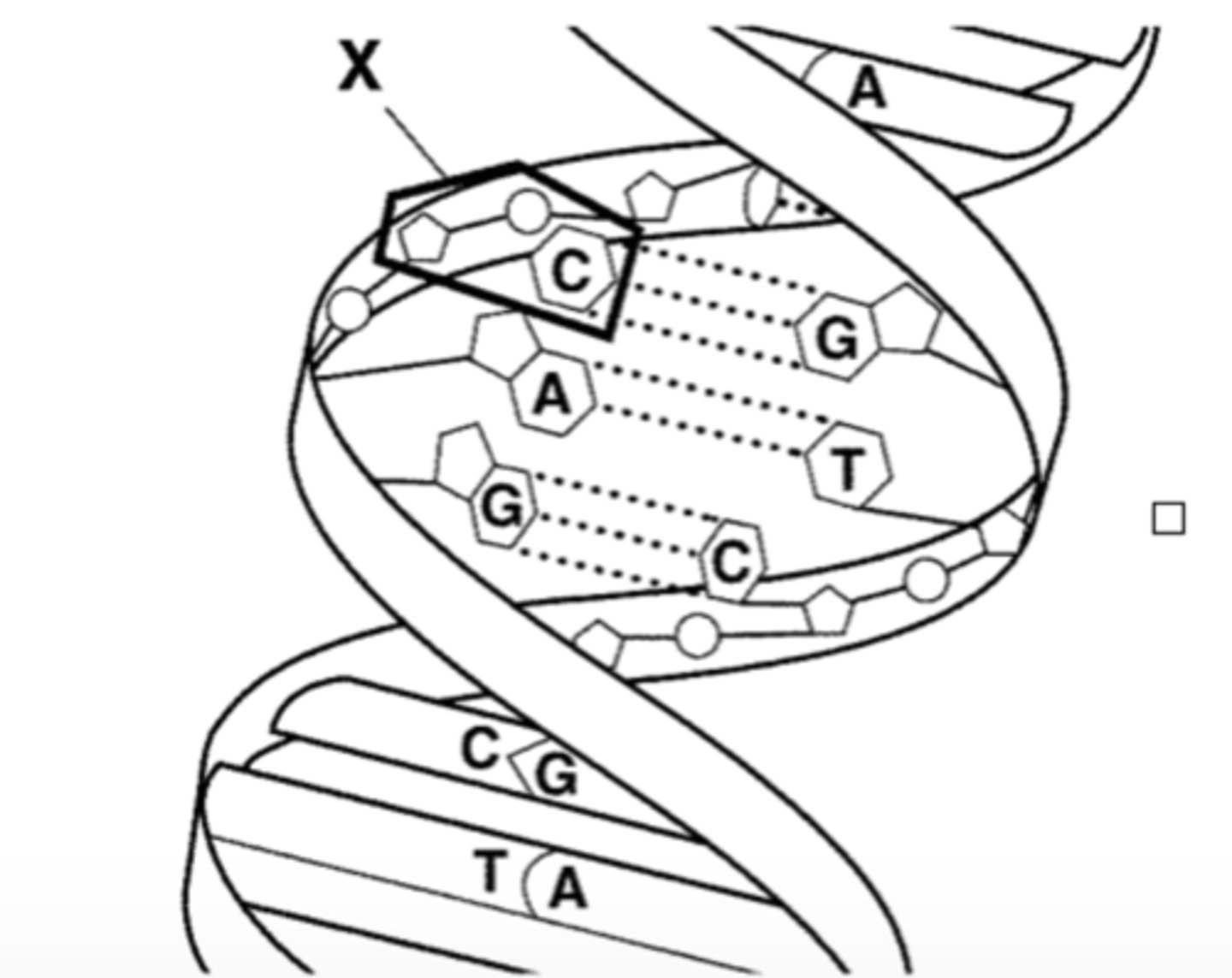 <p>nucleotide</p>