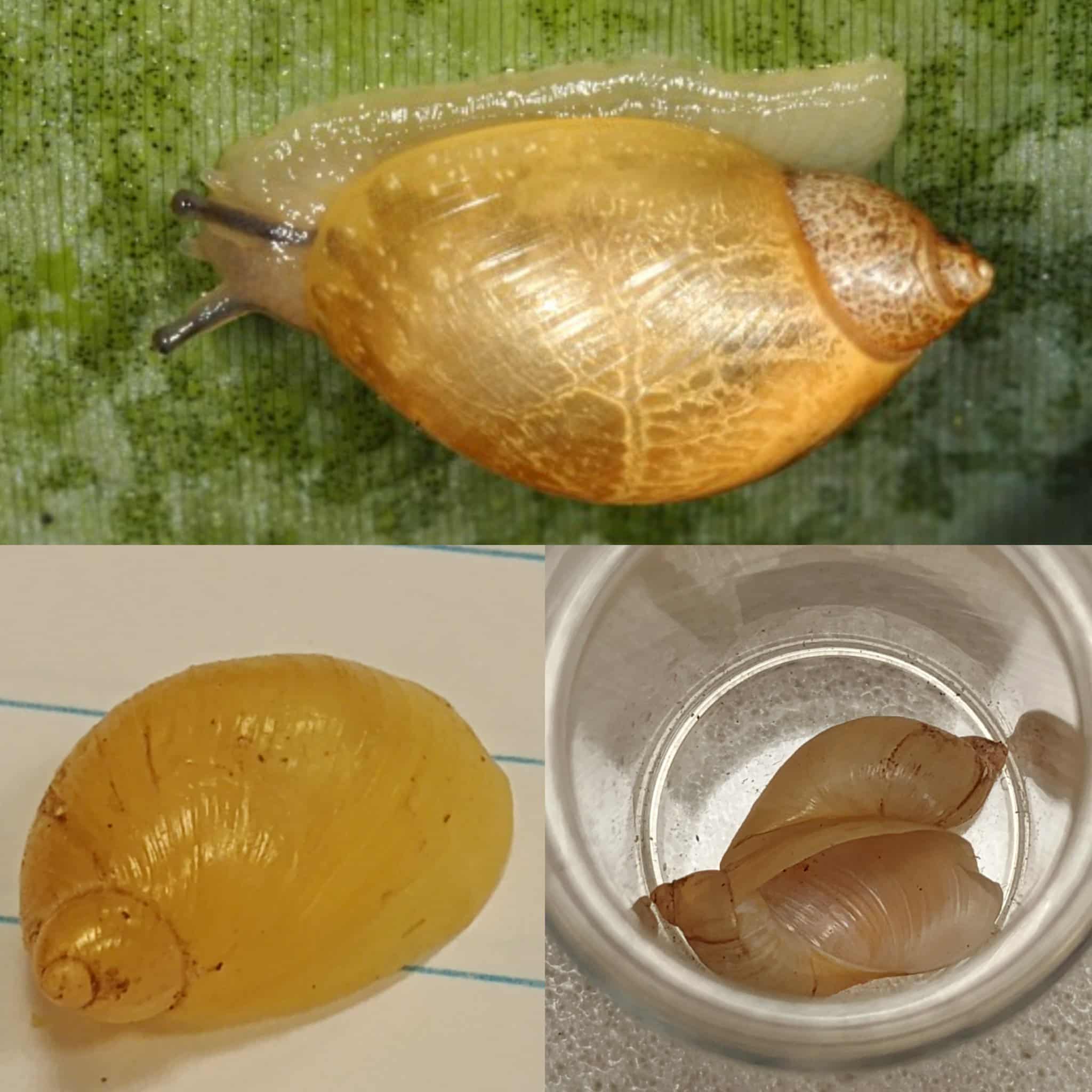 <p>Kmeň: Mollusca (mäkýše)<br>Trieda: Gastropoda (ulitníky)<br>Skupina: Pulmonata (pľúcnatce)</p>