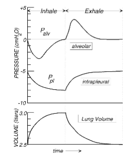 <p>Inspiration</p><ul><li><p>expansion of thorax</p></li><li><p>Generating negative intrapleural pressure</p></li><li><p>draws air into lungs</p></li></ul><p>Expiration</p><ul><li><p>Intrapleural pressure rises as thorax contracts</p></li></ul><p>but intrapleural pressure remains negative throughout respiratory cycle</p><p>negative intrapleural pressure necessary for normal thoracic pump and cardiac output</p><p></p><p> </p>