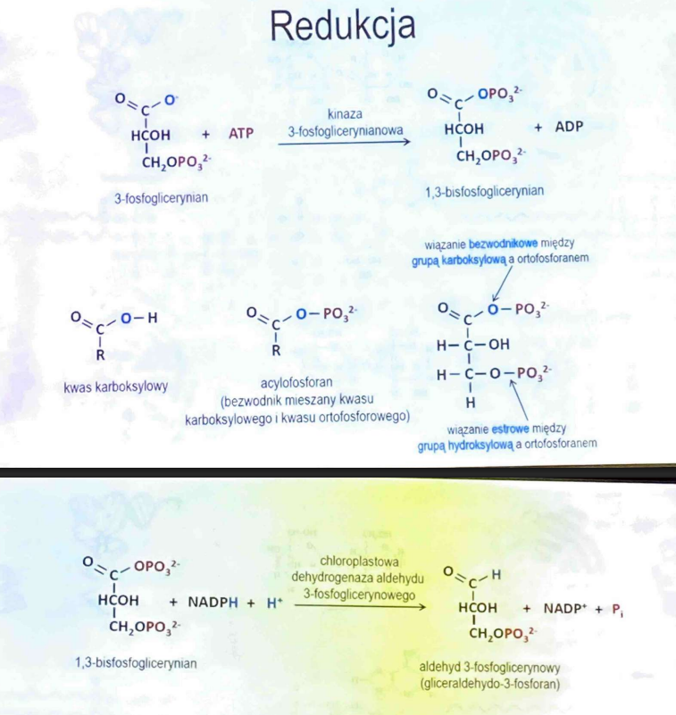 <p>kinaza 3-fosfoglicerynianowa i dehydrogenaza aldehydu-3-fosfoglicerynowego</p>