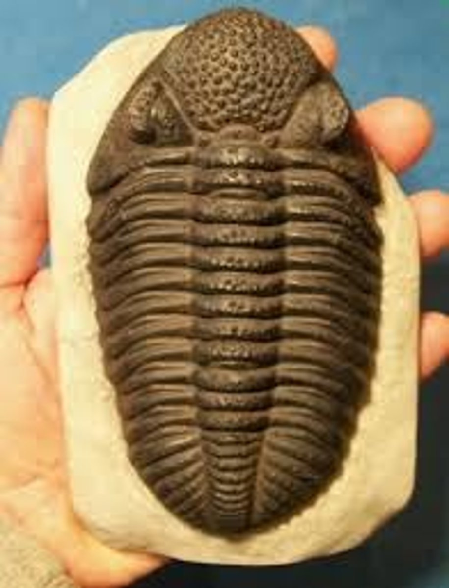 <p>Polymerid trilobite genus</p><p>a genus of trilobites known from the late Middle and earliest Upper Devonian of Morocco and the USA</p>