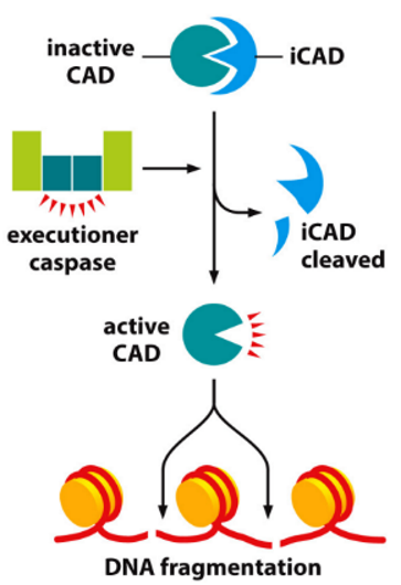 <ol><li><p>Caspase 3 cleaves iCAD</p></li><li><p>CAD released and activated</p></li><li><p>active CAD cuts DNA between nucleosomes → produces fragments</p></li></ol><p></p>