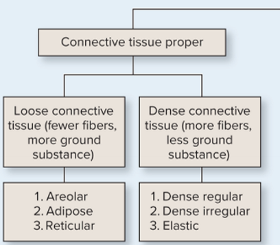<p>What are the types of CT proper and how do you identify them?</p>
