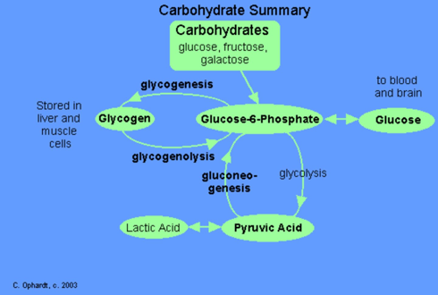 <p>(C) I and III only</p><p>In a fasted state, blood glucose levels are maintained through glycogenolysis (the breakdown of glycogen) and gluconeogenesis (the formation of glucose).</p>