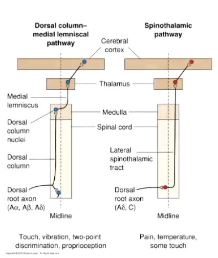<p>C. Decussation occurs immediately after the axon enters the spinal cord</p>