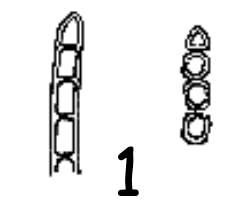 <p>what type of asexual spore is this</p>