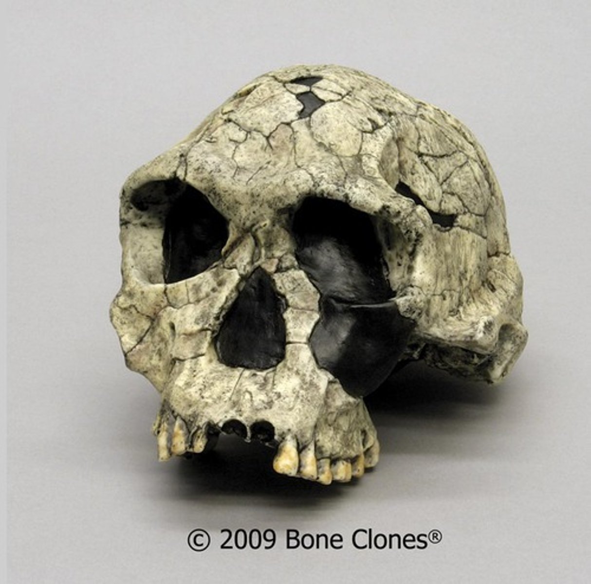 <p>-well known for KNMER-13 specimen and "Twiggy" OH 24 specimen</p><p>-650cc cranial capacity, relatively small molars, prominent browridge, small orthognathic face, no sagittal crest</p><p>-small body size, bipedal, relatively long arms</p><p>-associated</p><p>with Oldowan tool industry</p>
