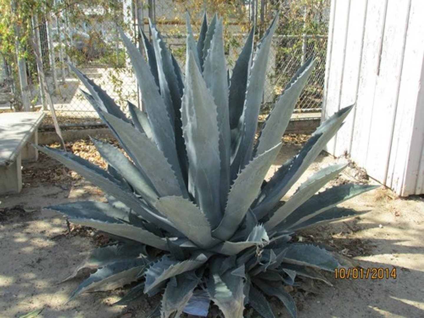 <p>Century Plant</p>