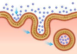process by which a cell takes material into the cell by infolding of the cell membrane
