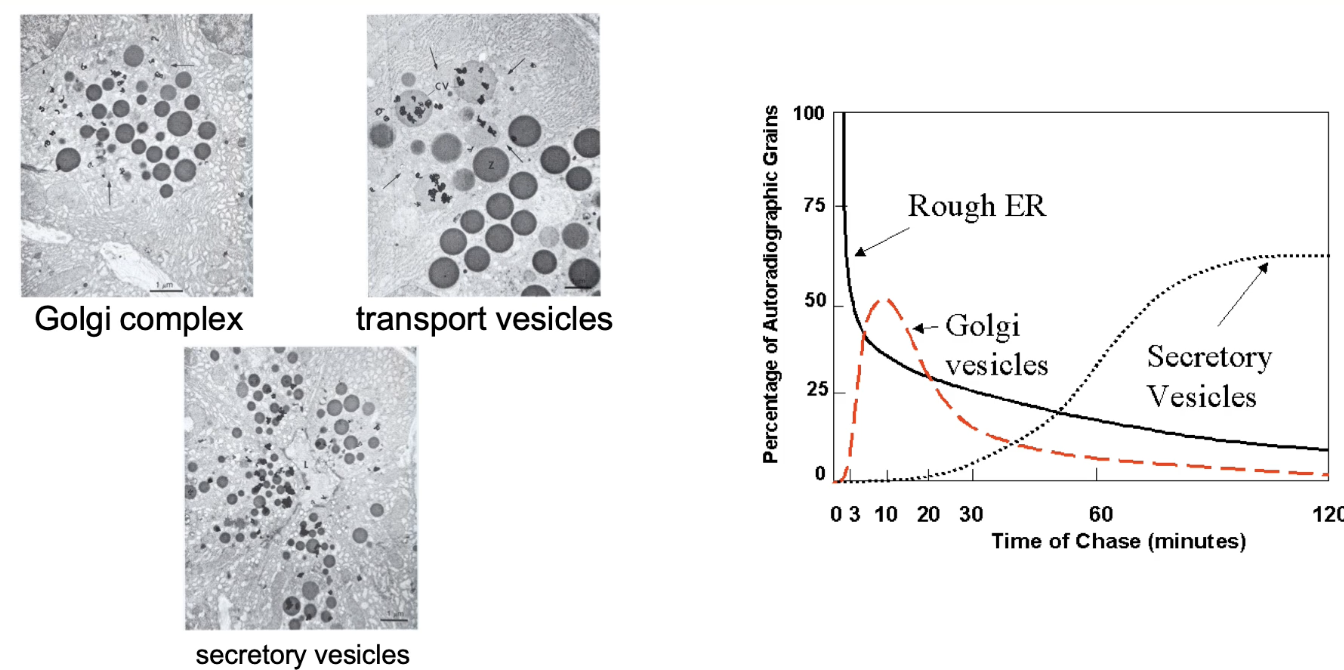 <ul><li><p><strong>TEM provides high-resolution images</strong> of cell structures (e.g., ER, Golgi, vesicles)</p></li><li><p>Radioactively-labeled proteins appear as <strong>dark spots ("grains")</strong> on the images</p></li><li><p><strong>Tracking grains over time</strong> shows protein movement through secretory pathway</p></li><li><p><strong>Graph summary</strong>:</p><ul><li><p><strong>Y-axis</strong>: % of labeled protein (grains) at each location</p></li><li><p><strong>X-axis</strong>: Time (chase duration, 0–120 min)</p></li><li><p>Shows dynamic shift in <strong>protein localization over time</strong></p></li></ul></li></ul><p></p>