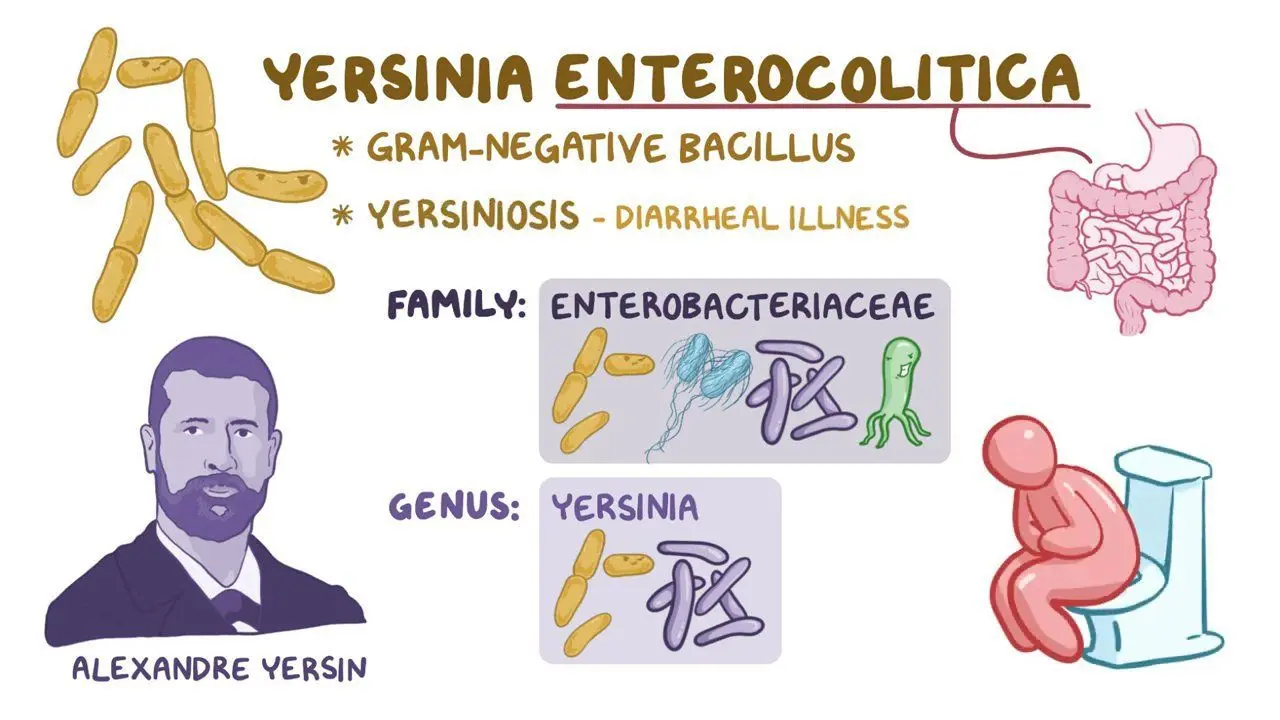 <ul><li><p>Bacterial GI disease. </p></li><li><p>caused by Y. Enterocolitica &amp; Y. Pseudotuberculosis. </p></li></ul><ul><li><p>transmitted through food/milk/fecal-oral route. </p></li></ul><ul><li><p>Associated w/ animals</p></li></ul><ul><li><p>Causes general enteritis lasting up to 2 weeks.</p></li></ul><p></p>