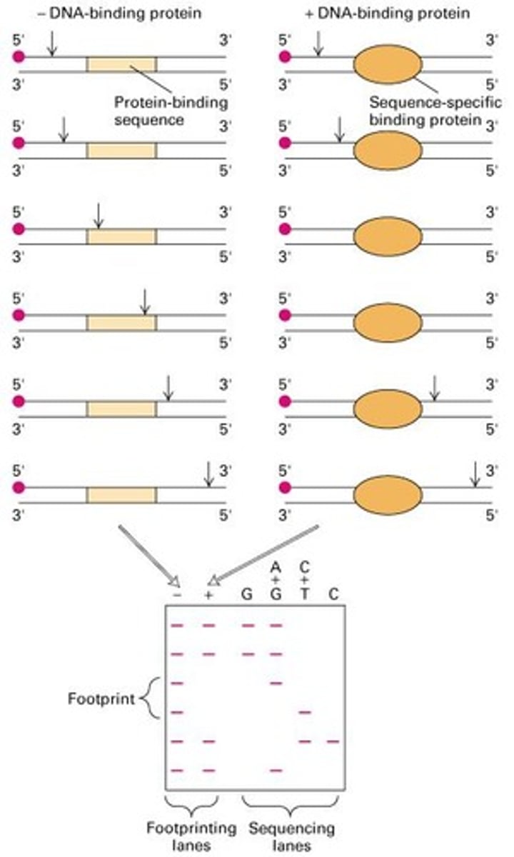 <p>Identifies DNA regions bound by proteins using digestion.</p>