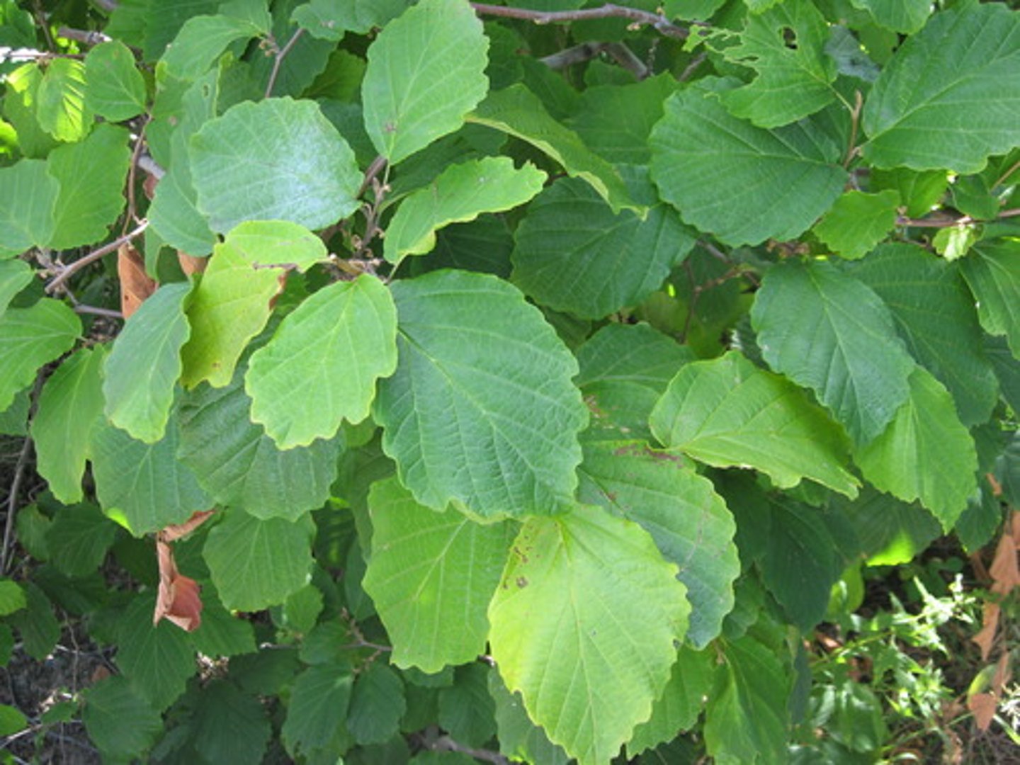 <p>Part Used: Twig, leaf</p><p>Actions: Astringent, anti-inflammatory w/ local hemostatic effects</p><p>Indications: great for external use; stop bleeding; hemorrhoids, bruises, inflamed swelling, varicose veins; sore throat, tonsillitis; diarrhea</p><p>witch hazel</p>